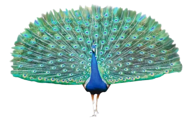 Colour Icon