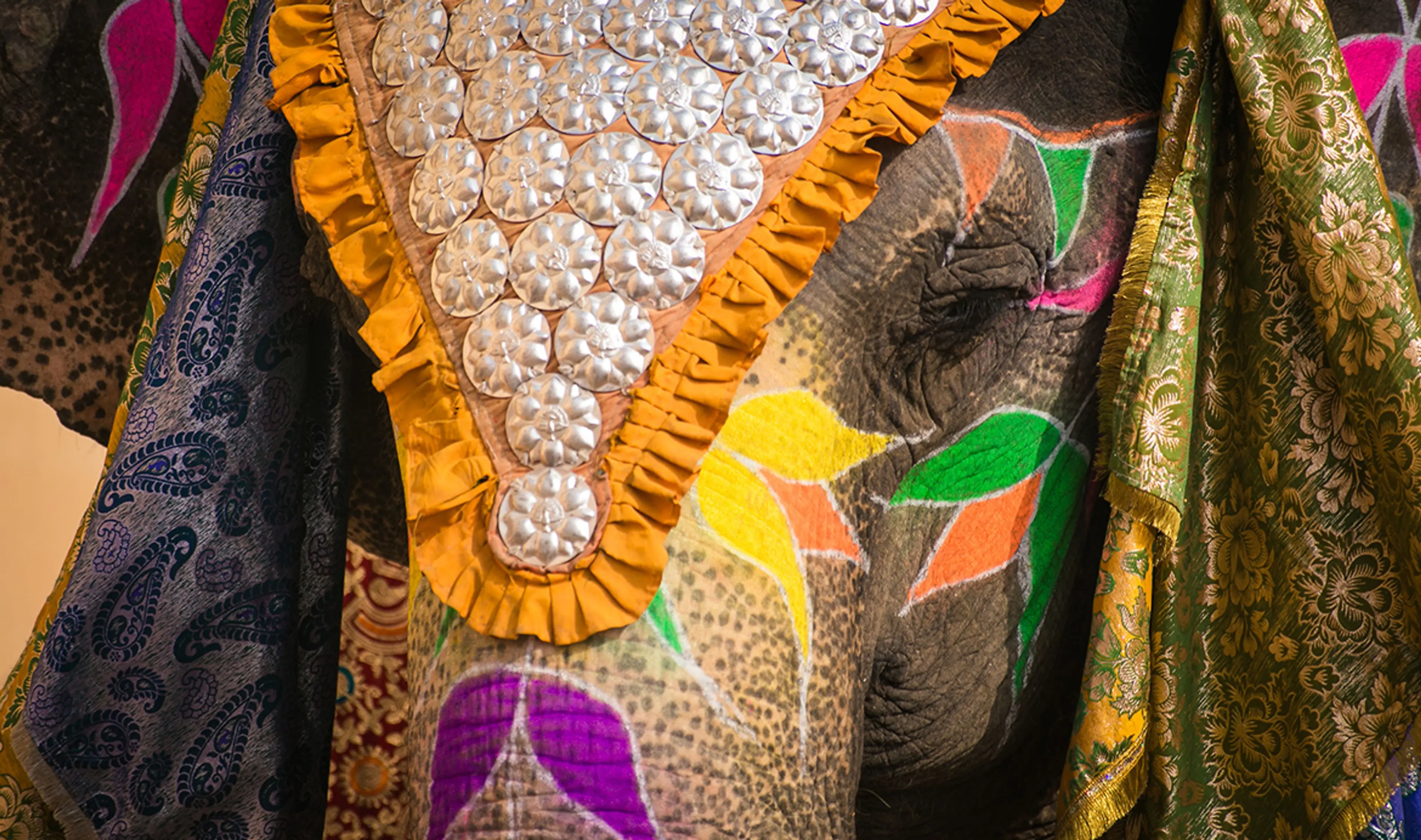 Jaipur-Elephant-Holi-or-Ele-Holi