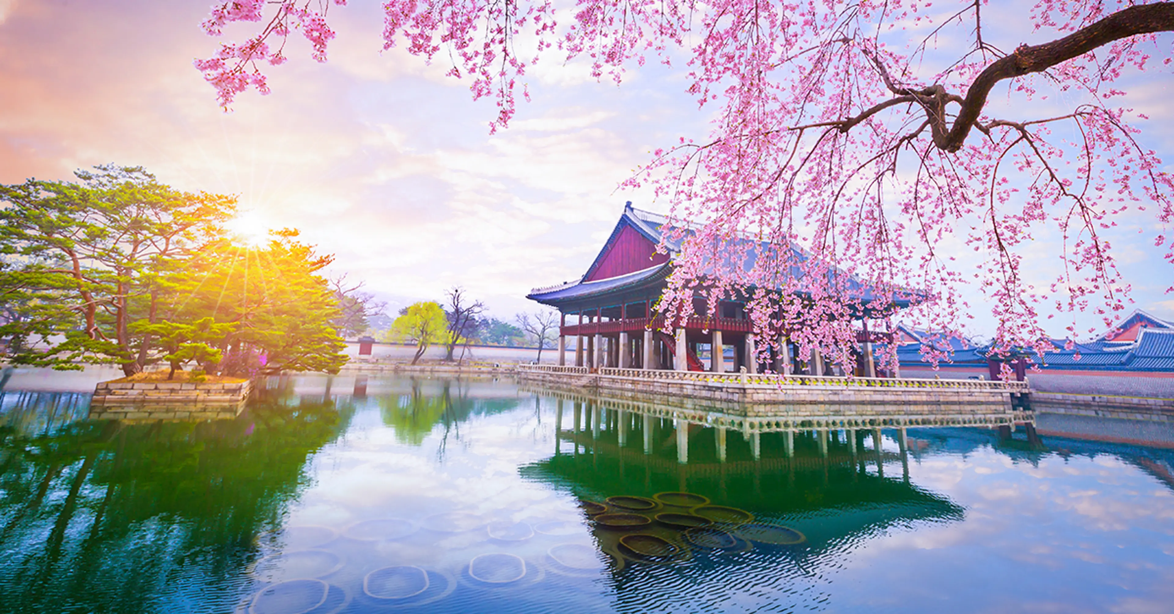 Japan-cherry-blossoms