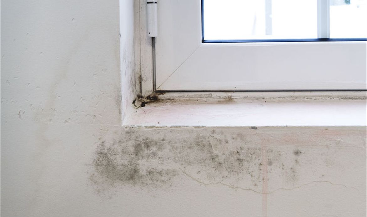 No-Interior-Dampness