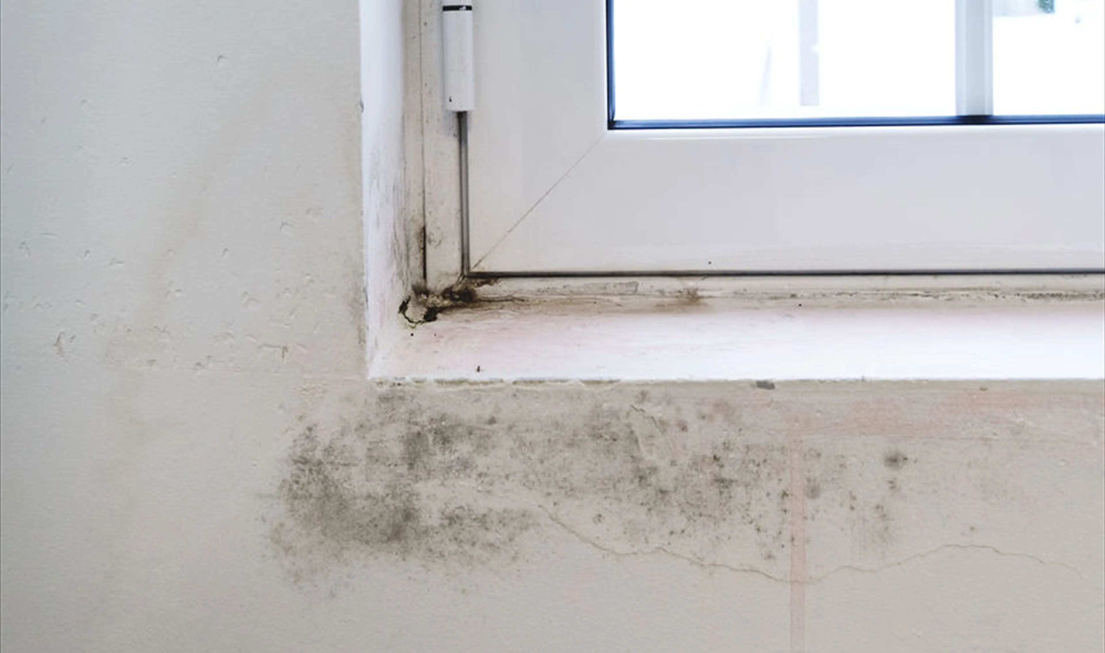 No-Interior-Dampness