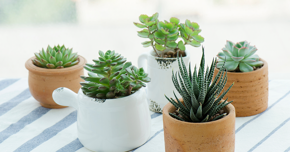 Pots-and-planters
