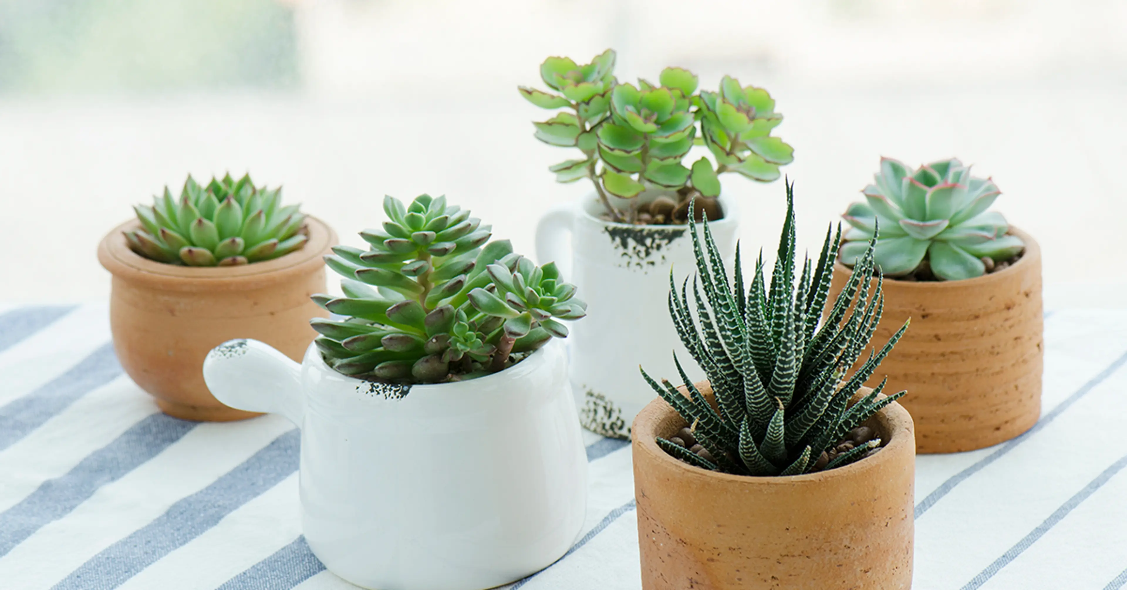 Pots-and-planters