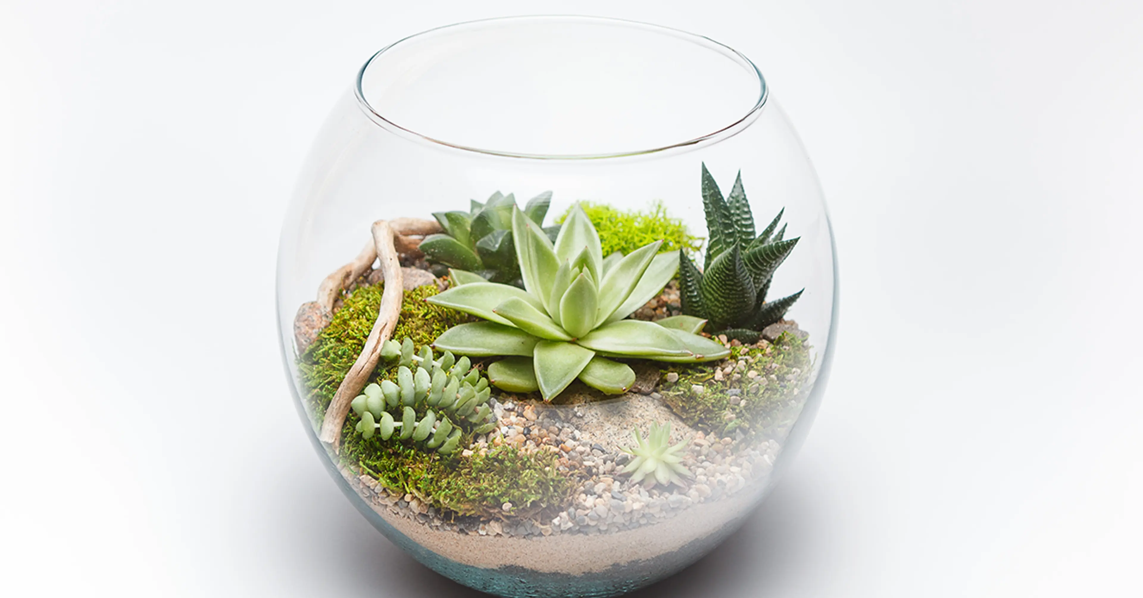 Terrarium