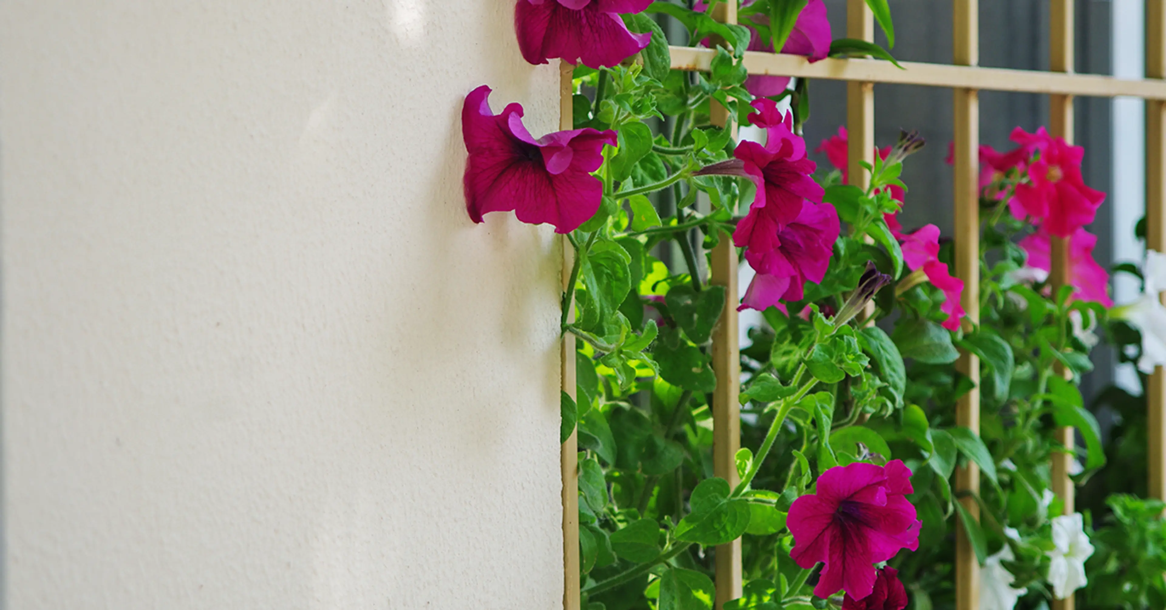 Window-grills-with-flowers