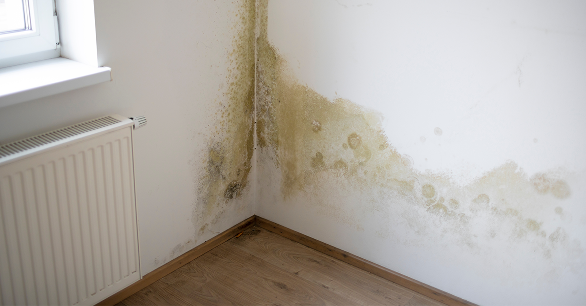 moisture-in-the-walls