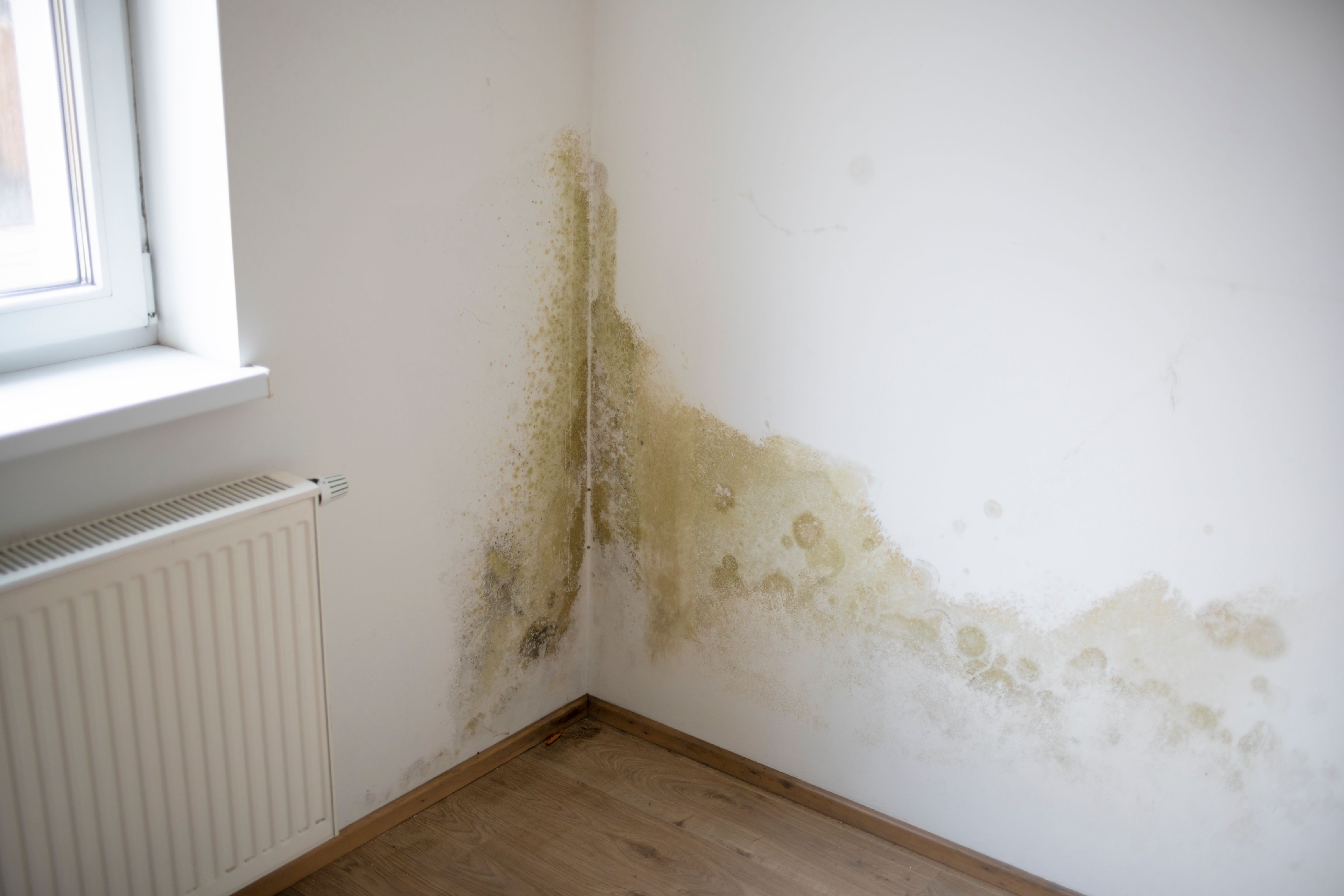 Mold-growth